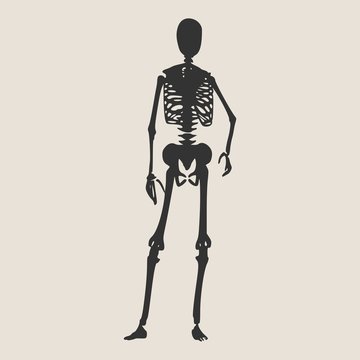 Human skeleton posing. Vector illustration. Halloween party design template