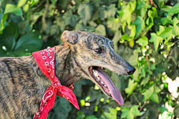 Lovely greyhound outside in the garden
