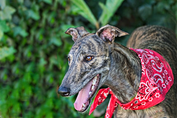 Lovely greyhound outside in the garden
