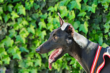 Portrait of a funny black greyhound outdoor
