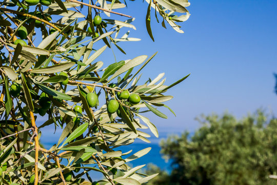 Green olive fruit on seashore
