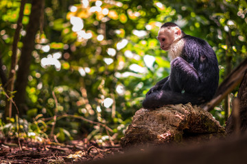 Weißschulter Kapoziner auf einem Baumstamm in Costa Rica