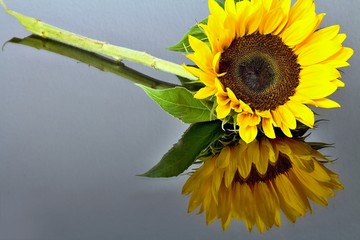 Sunflower flower with mirroring.