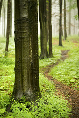 Path among trunks, wood, in forest after rain