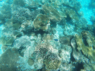Naklejka na ściany i meble Underwater shot of coral along the reef in the indian ocean