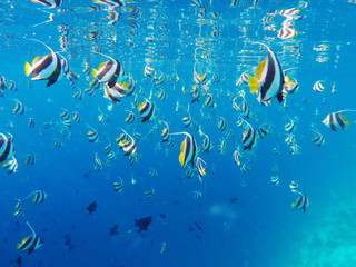 School of Tropical Angel Fish in the blue clear waters of the Indian Ocean