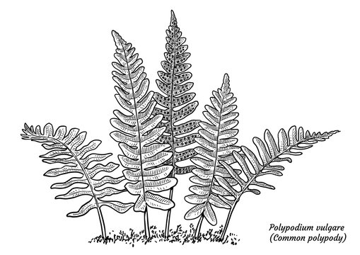 Common polypody fern illustration, drawing, engraving, ink, line art, vector