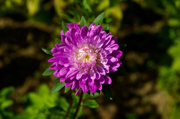Obraz premium Purple spider mum (chrysanthemum) flower, contrasted beautifully by the green leaves in the background. 