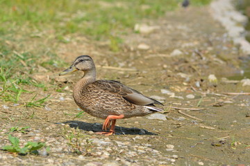 Brown duck walking along the shore