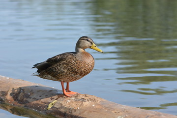 Fototapeta premium Duck standing on a tree log by the river