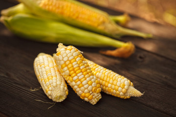 Corn corn on wooden texture. Space for text. Harvest.