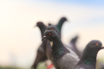 Flock of Black Pigeon in a row