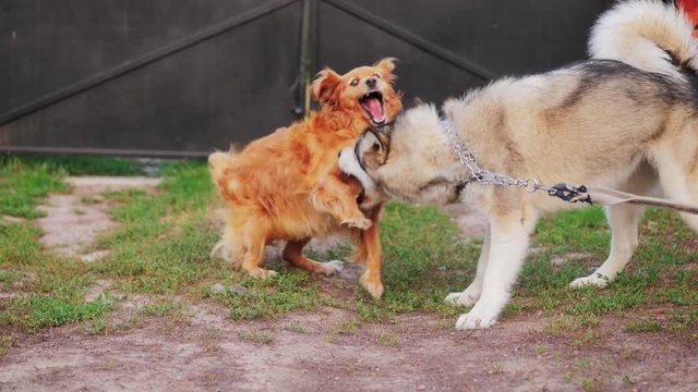 Two big dogs are playing, closeup of young and happy dog in fight. Dogs play in the courtyard