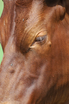 Cattle Close up