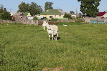 Tethered goat grazing in the meadow 30888