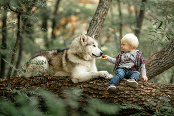 Little boy sits on tree trunk next to lying dog malamute and feeds him by food. - obrazy, fototapety, plakaty
