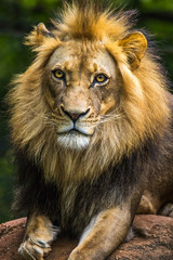 Vertical photo of a lion lying on rocks looking at the camera with a dark green background