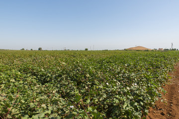 cotton field sanliurfa city in turkey