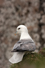 northern fulmar, fulmarus glacialis, Faroe island
