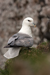 northern fulmar, fulmarus glacialis, Faroe island