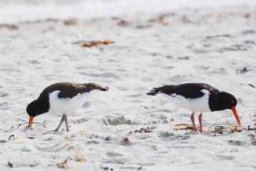 Nahaufnahme von zwei Austernfischern am Strand der Düne von Helgoland