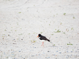 Rückansicht eines Austernfischers am Strand der Düne von Helgoland