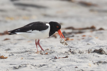 Seitenansicht eines Austernfischers, Haematopus ostralegus, am Strand der Düne von Helgoland