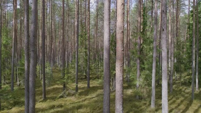 Aerial drone dolly shot of pine and spruce tree forest