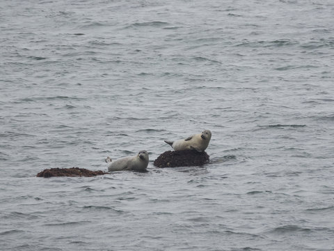 Zwei Seehunde auf Felsen in der Nordsee