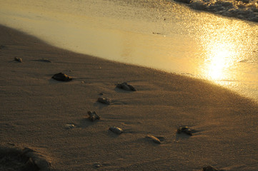 Stones and Shells in the sand on the sea shore at sunset