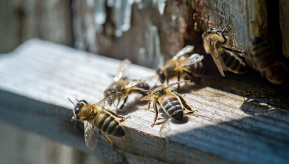 The sun shine at the entrance of an old beehive, close up. Bees ready to start pollinating plants.