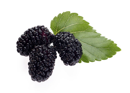 Black mulberry with leaves, isolated on white, close-up