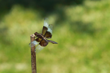 Macro Dragonfly Balance