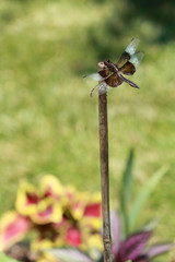 Macro Dragonfly Balance