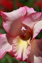 Gladiolus