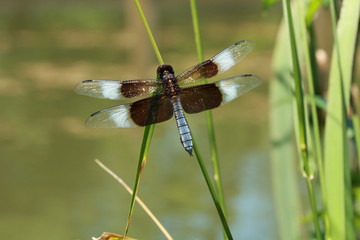 Macro Dragonfly