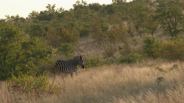 Zebra's coming from behind bushes, looking at camera and starts running