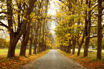 Naklejka premium asphalt road with beautiful trees on the sides in autumn