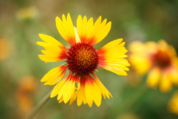 Gaillardia flower growing in the garden. Close-up. Background.