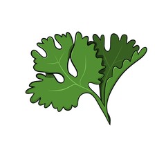 Petersilie