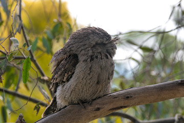 Nightjars