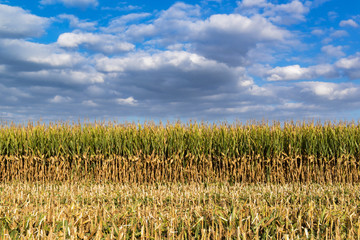 Enchanting landscape on threshed cornfield and cloudy blue sky
