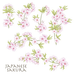 Obraz na płótnie Canvas Branch of cherry blossoms, japanese cherry. Stock line vector il