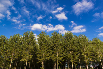 Poplars seen from below in front of a cloudy blue sky