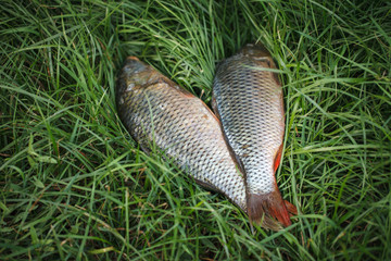 fresh river fish on the grass.