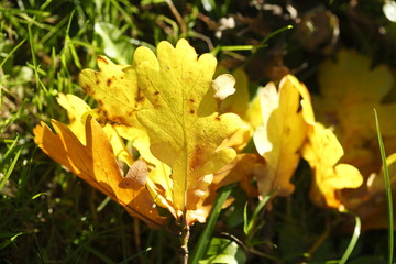 gelb verfärbte Eichenblätter