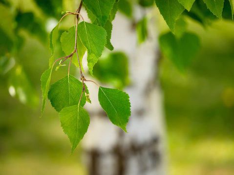 Young juicy green leaves on the branches of a birch in the sun outdoors in spring or summer on the background of birch trunk. Springtime close up vivid image