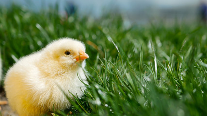Alone small chick hiding in spring grass and try to sleep