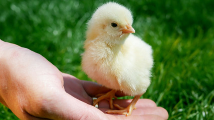 Brave small chicken sitting on man's hand and looking around. One day chick in nature
