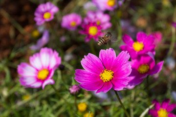 Obraz premium Kolorowy kwiat calliopsis kwitnący w promieniach słońca